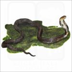 Chinese Cobra illustration