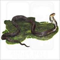 Chinese Cobra illustration