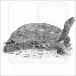 Chinese Stripe-Necked Turtle