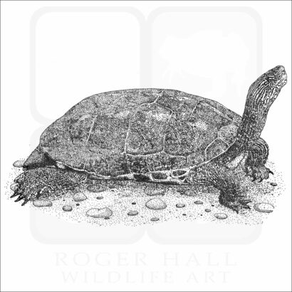 Chinese Stripe-Necked Turtle