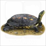 Chinese Stripe-Necked Turtle illustration