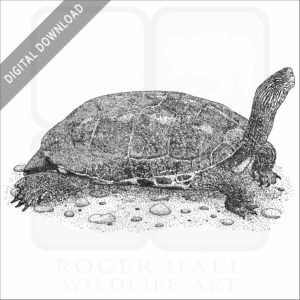 Chinese Stripe-Necked Turtle