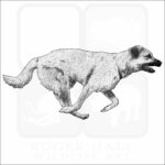 chinook dog