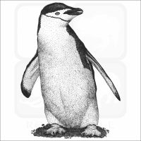 Chinstrap Penguin