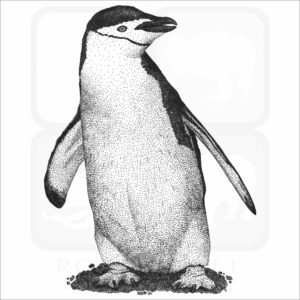 Chinstrap Penguin