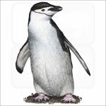 Chinstrap Penguin illustration