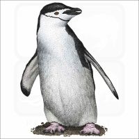 Chinstrap Penguin illustration