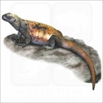 Common Chuckwalla illustration