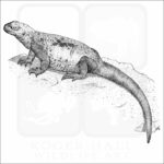 Common Chuckwalla