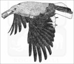 Clark's Nutcracker