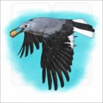 Clark's Nutcracker illustration