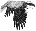 Stock Art Drawing of a Clark's Nutcracker - Image 2