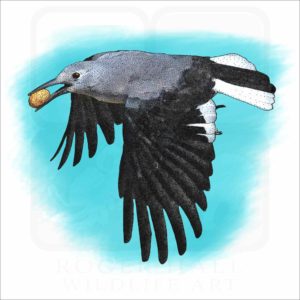 Clark's Nutcracker illustration