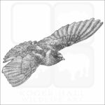 Cliff Swallow - Signed Fine Art Print - Image 2