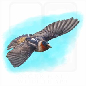 Cliff Swallow illustration