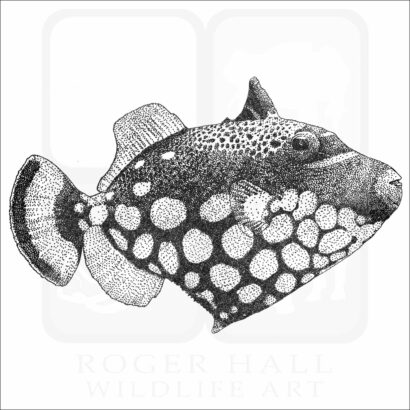 Clown Triggerfish