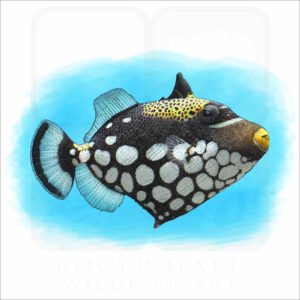 Clown Triggerfish illustration