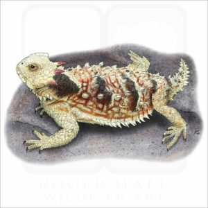 Coastal Horned Lizard illustration