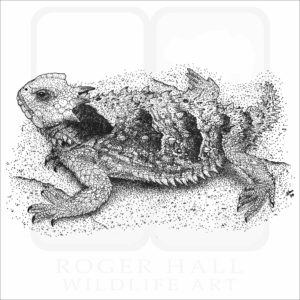 Coastal Horned Lizard