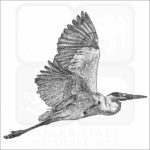 Cocoi Heron - Signed Fine Art Print - Image 2