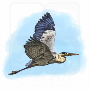 Cocoi Heron illustration