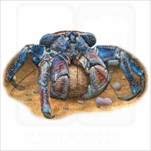Coconut Crab illustration