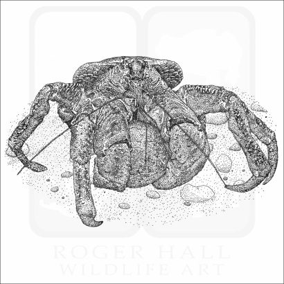 Coconut Crab