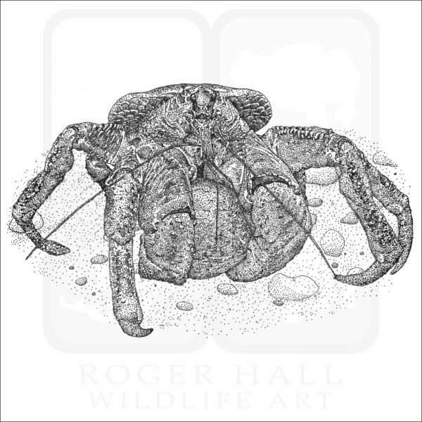 Coconut Crab