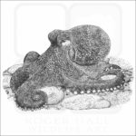 Coconut Octopus