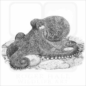 Coconut Octopus