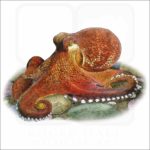 Coconut Octopus illustration