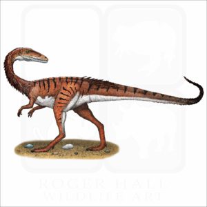 Coelophysis illustration