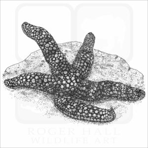 Coleman's Nippled Star