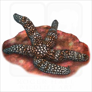 Coleman's Nippled Star illustration