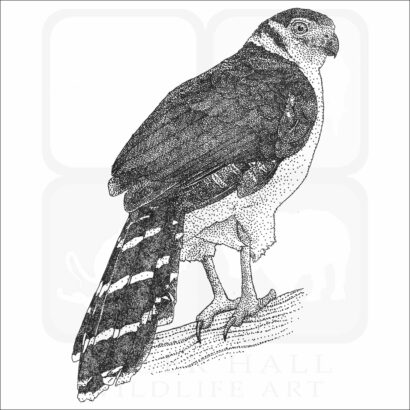 Collared Forest Falcon
