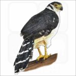 Collared Forest Falcon illustration