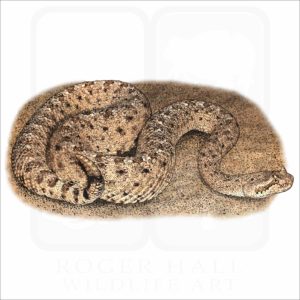 Colorado Desert Sidewinder illustration