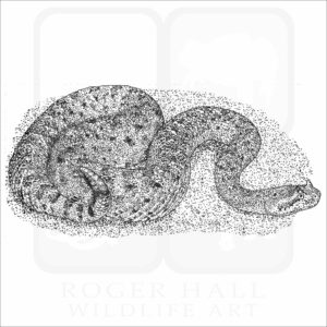 Colorado Desert Sidewinder