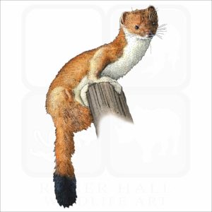 Least Weasel illustration