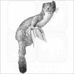 Least Weasel