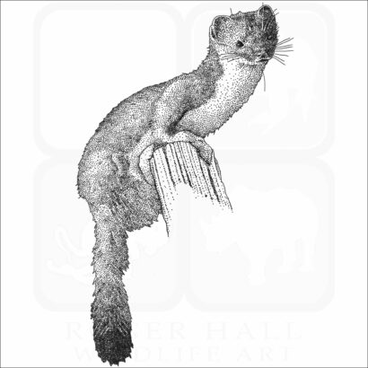 Least Weasel