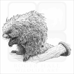Brazilian Porcupine