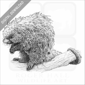 Brazilian Porcupine