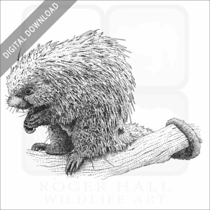 Brazilian Porcupine