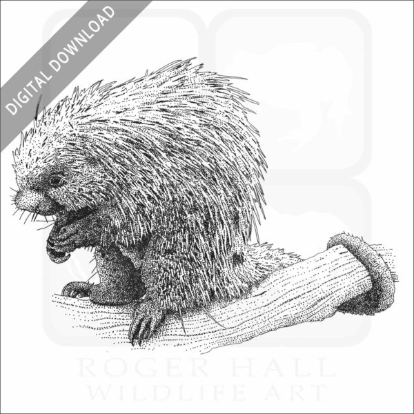 Brazilian Porcupine