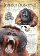 Bornean Orangutan infographic poster