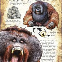 Bornean Orangutan infographic poster