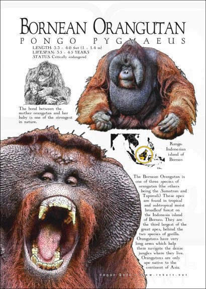 Bornean Orangutan
