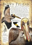 Brown Pelican poster