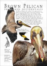 Brown Pelican Poster (WHITE)